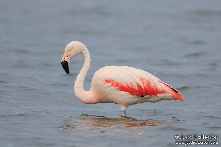 Chilean Flamingo, Laguna El Tupungato, Buenos Aires, Argentina